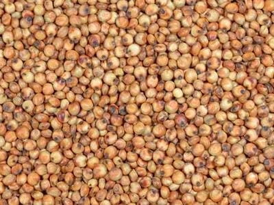 Sorgo_Czerwone.jpg