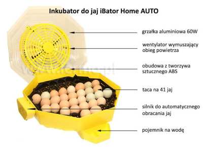 Inkubator, klujnik AUTOMAT IBator Home 60/Cleo5 +zbiornik
