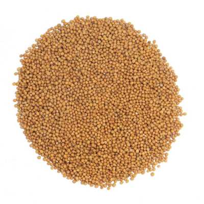 gorczyca-600x600.jpg