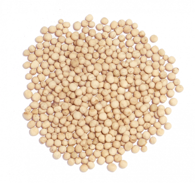 groch-ptasi-zolty-600x564 (1).png