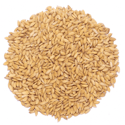 ryz-paddy-600x600.png