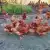 f10521-5_dziobak_dla_kur_kamien_do_dziobania_z_mineralami_wapniem_i_witaminami_peckit_4_kg.webp